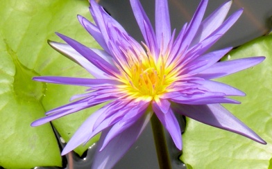 A Second Manel Flower