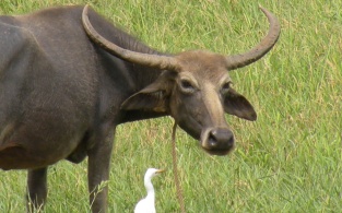 Sickle Horns of the Water Buffalo