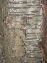6 Peeling Bark, The Fairy Forest, Turbenthal 2011