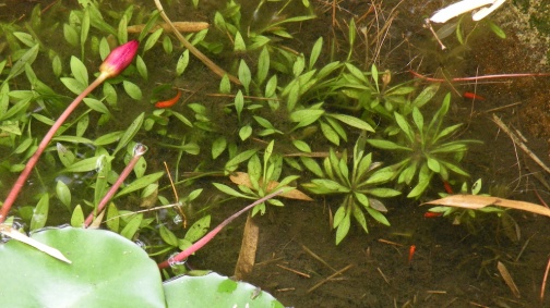 Drowned Flowers