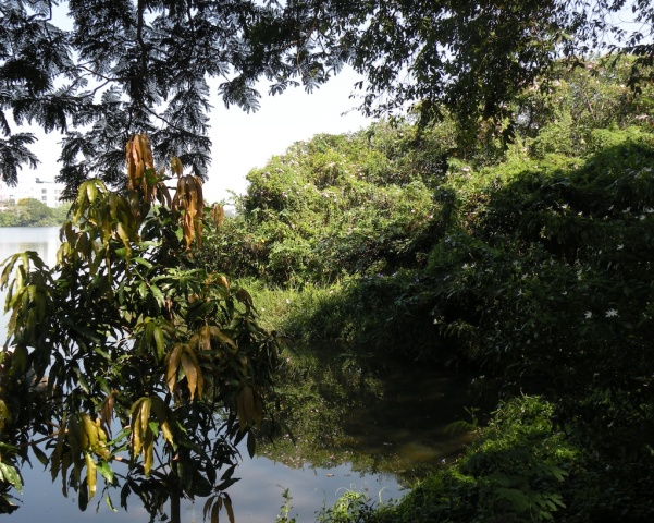 The young mango tree obscures the narrows bridge