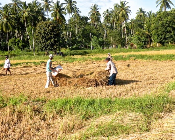 Harvest Time and the Maalu Man 3