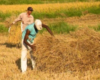Harvest Time and the Maalu Man 8