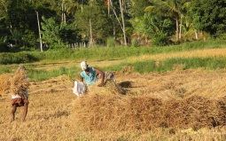 Harvest Time and the Maalu Man 9
